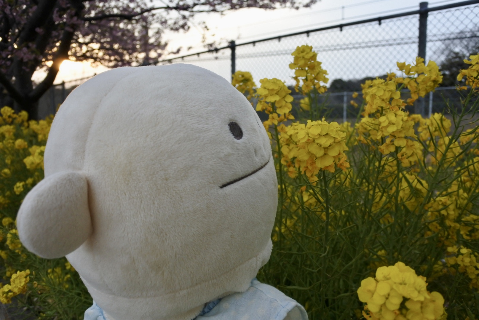 河津桜と菜の花をバックに撮ったロリスの写真